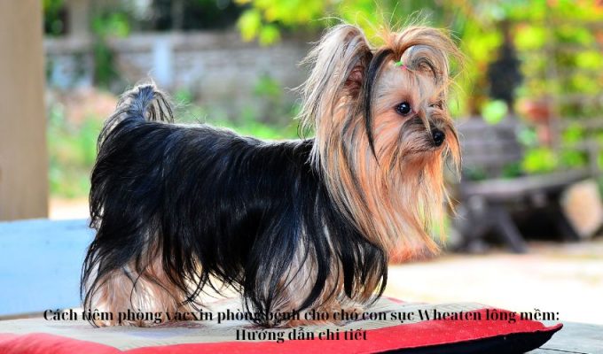 Cách tiêm phòng vacxin phòng bệnh cho chó con sục Wheaten lông mềm: Hướng dẫn chi tiết