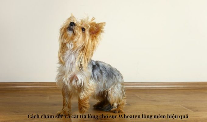 Cách chăm sóc và cắt tỉa lông chó sục Wheaten lông mềm hiệu quả