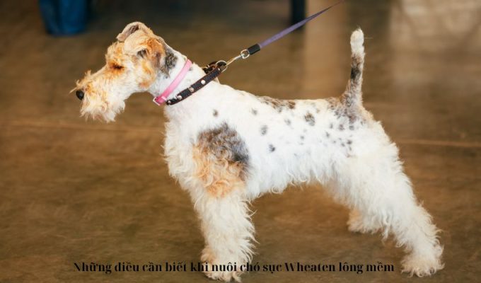 Những điều cần biết khi nuôi chó sục Wheaten lông mềm