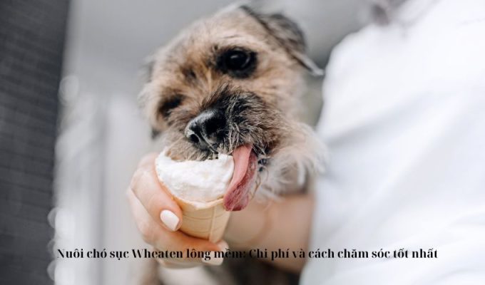 Nuôi chó sục Wheaten lông mềm: Chi phí và cách chăm sóc tốt nhất