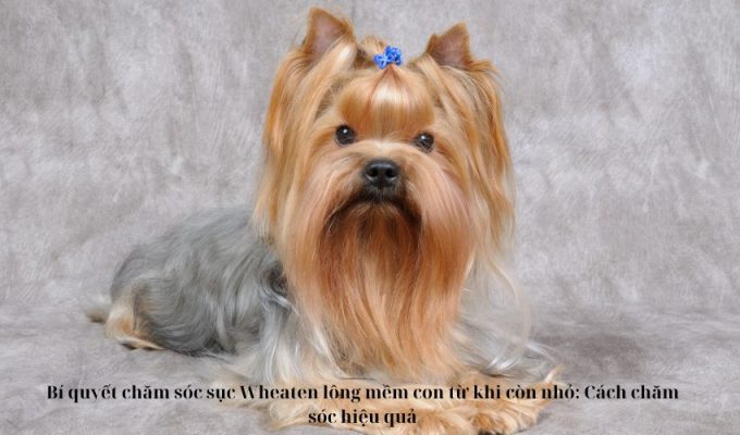 Bí quyết chăm sóc sục Wheaten lông mềm con từ khi còn nhỏ: Cách chăm sóc hiệu quả