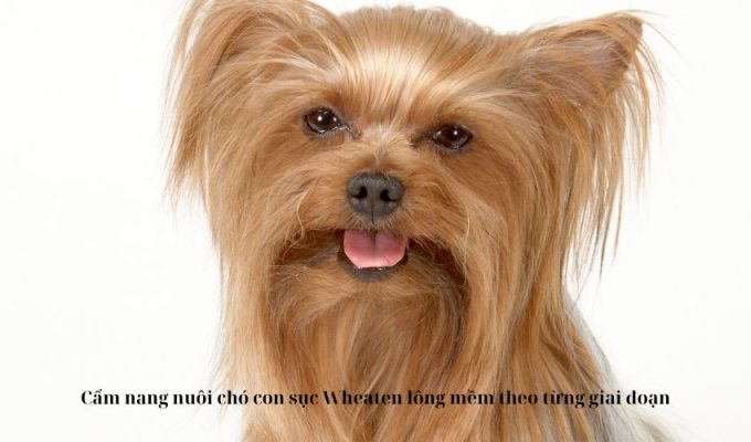 Cẩm nang nuôi chó con sục Wheaten lông mềm theo từng giai đoạn