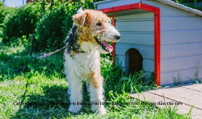 Cách chăm sóc chó Wheaten lông mềm từ 6 tháng trở lên: Hướng dẫn chi tiết