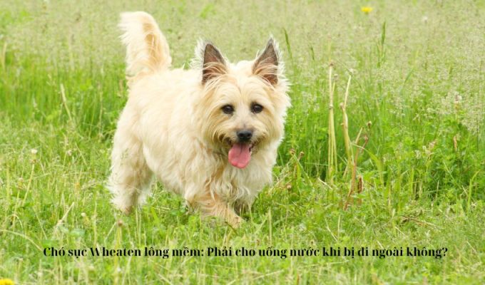 Chó sục Wheaten lông mềm: Phải cho uống nước khi bị đi ngoài không?