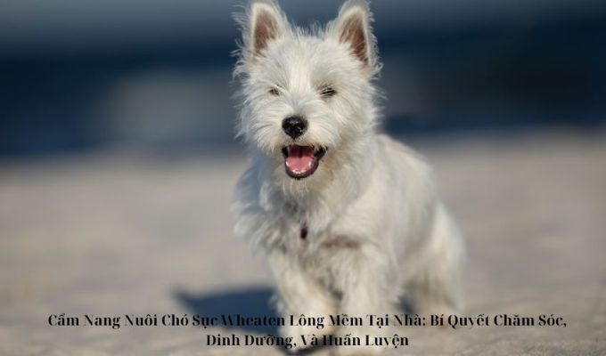 Cẩm Nang Nuôi Chó Sục Wheaten Lông Mềm Tại Nhà: Bí Quyết Chăm Sóc, Dinh Dưỡng, Và Huấn Luyện