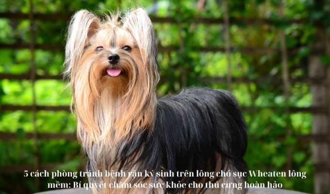 5 cách phòng tránh bệnh rận ký sinh trên lông chó sục Wheaten lông mềm: Bí quyết chăm sóc sức khỏe cho thú cưng hoàn hảo