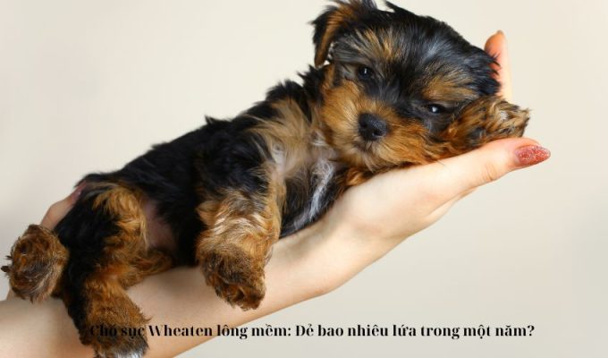 Chó sục Wheaten lông mềm: Đẻ bao nhiêu lứa trong một năm?