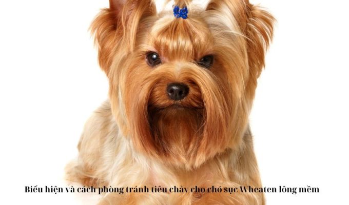 Biểu hiện và cách phòng tránh tiêu chảy cho chó sục Wheaten lông mềm