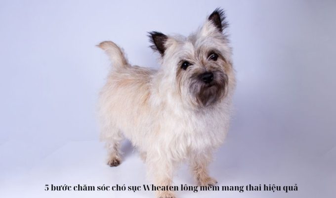 5 bước chăm sóc chó sục Wheaten lông mềm mang thai hiệu quả