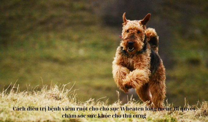 Cách điều trị bệnh viêm ruột cho chó sục Wheaten lông mềm: Bí quyết chăm sóc sức khỏe cho thú cưng