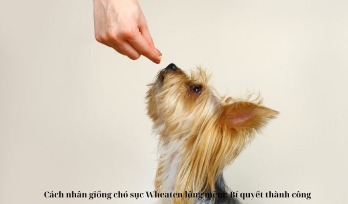 Cách nhân giống chó sục Wheaten lông mềm: Bí quyết thành công