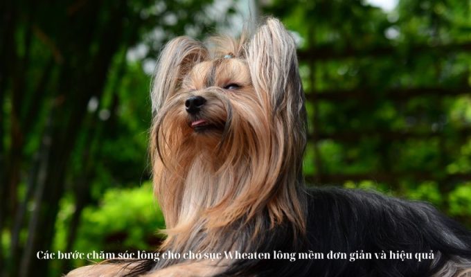 Các bước chăm sóc lông cho chó sục Wheaten lông mềm đơn giản và hiệu quả