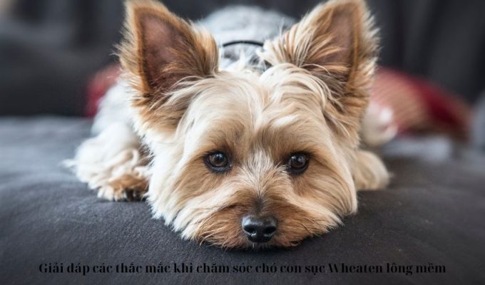 Giải đáp các thắc mắc khi chăm sóc chó con sục Wheaten lông mềm