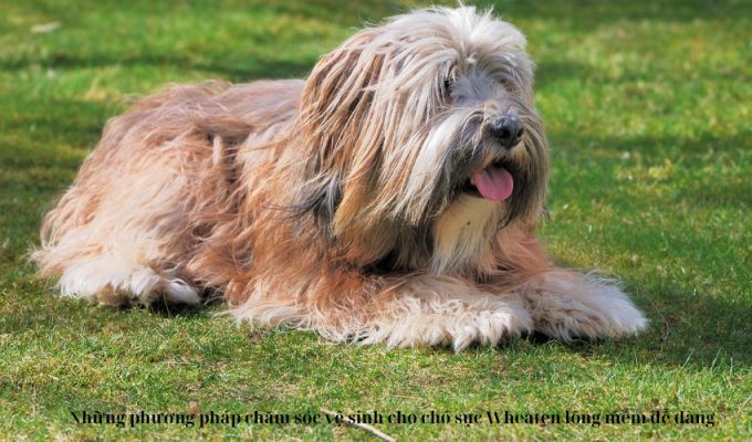 Những phương pháp chăm sóc vệ sinh cho chó sục Wheaten lông mềm dễ dàng