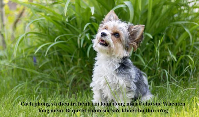 Cách phòng và điều trị bệnh rối loạn đông máu ở chó sục Wheaten lông mềm: Bí quyết chăm sóc sức khỏe cho thú cưng