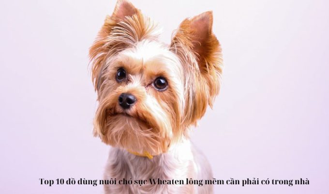 Top 10 đồ dùng nuôi chó sục Wheaten lông mềm cần phải có trong nhà