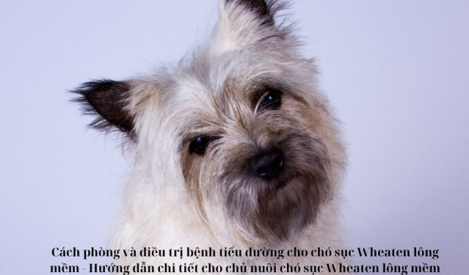 Cách phòng và điều trị bệnh tiểu đường cho chó sục Wheaten lông mềm – Hướng dẫn chi tiết cho chủ nuôi chó sục Wheaten lông mềm