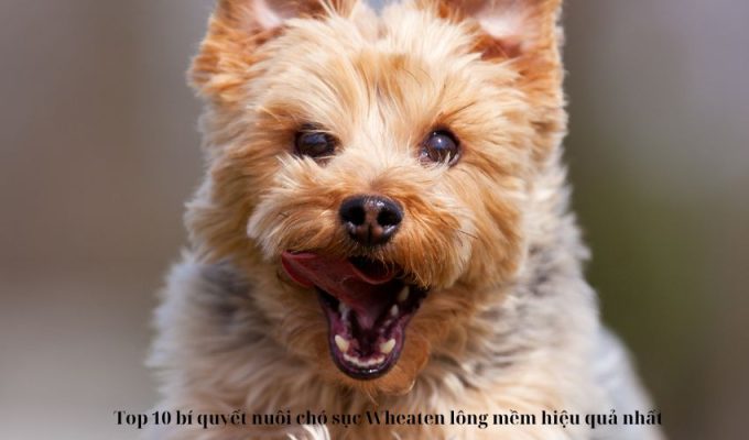 Top 10 bí quyết nuôi chó sục Wheaten lông mềm hiệu quả nhất