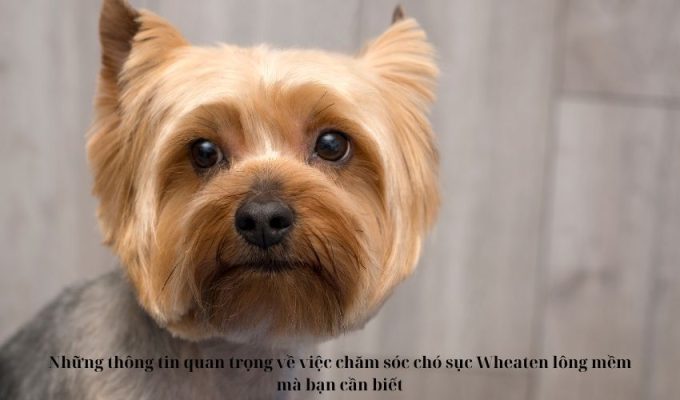 Những thông tin quan trọng về việc chăm sóc chó sục Wheaten lông mềm mà bạn cần biết