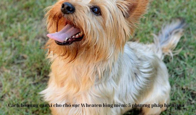 Cách bổ sung canxi cho chó sục Wheaten lông mềm: 5 phương pháp hiệu quả