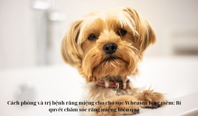 Cách phòng và trị bệnh răng miệng cho chó sục Wheaten lông mềm: Bí quyết chăm sóc răng miệng hiệu quả