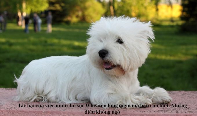 Tác hại của việc nuôi chó sục Wheaten lông mềm mà bạn cần biết: Những điều không ngờ