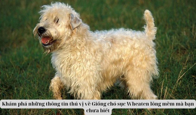 Khám phá những thông tin thú vị về Giống chó sục Wheaten lông mềm mà bạn chưa biết