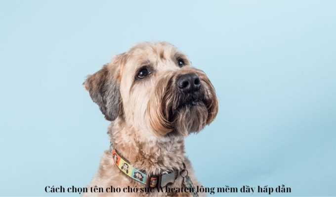 Cách chọn tên cho chó sục Wheaten lông mềm đầy hấp dẫn