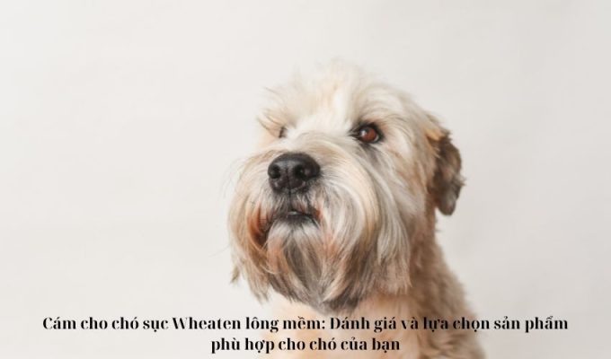 Cám cho chó sục Wheaten lông mềm: Đánh giá và lựa chọn sản phẩm phù hợp cho chó của bạn