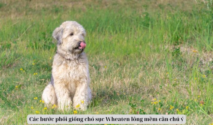 Các bước phối giống chó sục Wheaten lông mềm cần chú ý