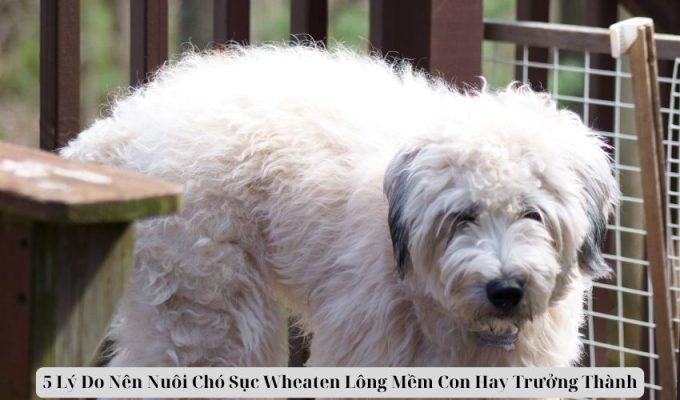 5 Lý Do Nên Nuôi Chó Sục Wheaten Lông Mềm Con Hay Trưởng Thành