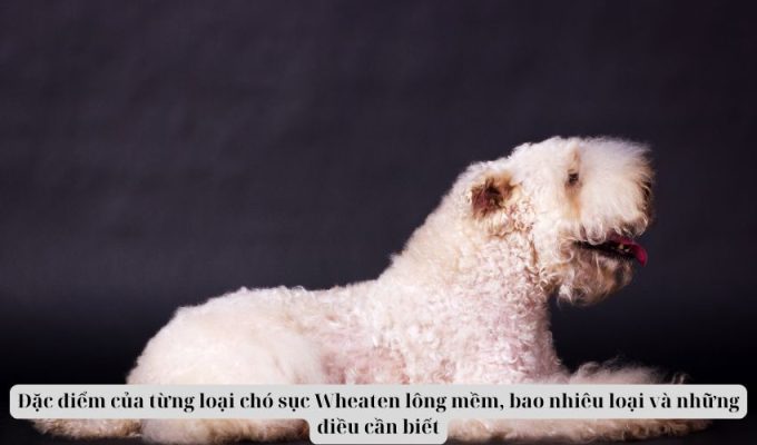 Đặc điểm của từng loại chó sục Wheaten lông mềm, bao nhiêu loại và những điều cần biết