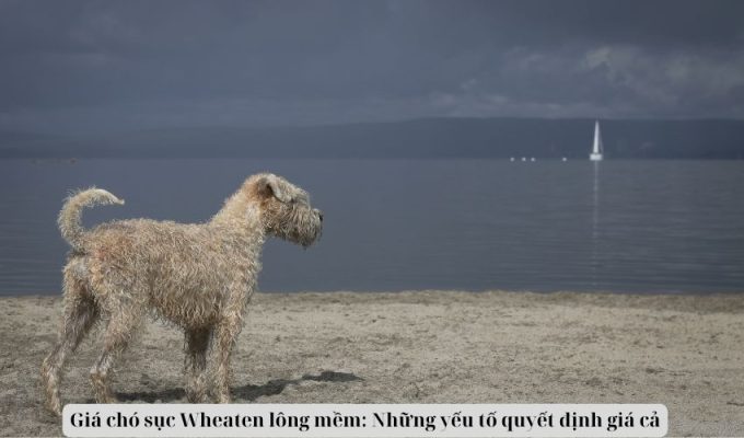 Giá chó sục Wheaten lông mềm: Những yếu tố quyết định giá cả