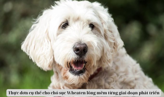 Thực đơn cụ thể cho chó sục Wheaten lông mềm từng giai đoạn phát triển