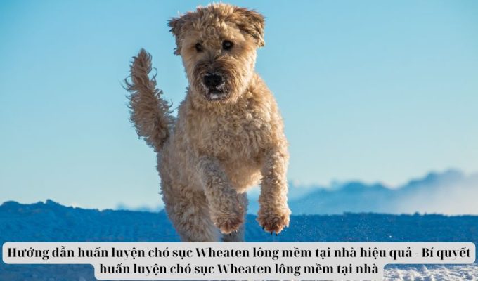 Hướng dẫn huấn luyện chó sục Wheaten lông mềm tại nhà hiệu quả – Bí quyết huấn luyện chó sục Wheaten lông mềm tại nhà