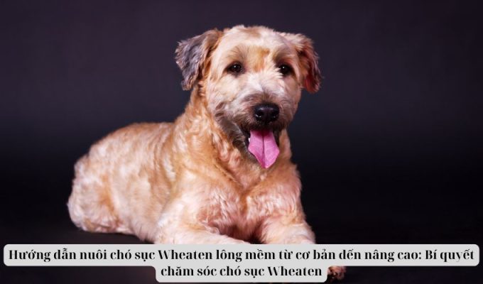 Hướng dẫn nuôi chó sục Wheaten lông mềm từ cơ bản đến nâng cao: Bí quyết chăm sóc chó sục Wheaten