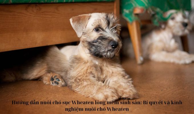 Hướng dẫn nuôi chó sục Wheaten lông mềm sinh sản: Bí quyết và kinh nghiệm nuôi chó Wheaten