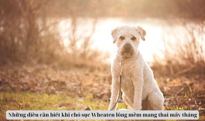 Những điều cần biết khi chó sục Wheaten lông mềm mang thai mấy tháng