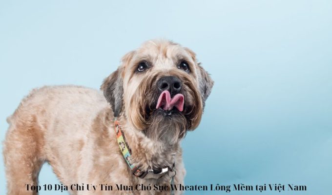 Top 10 Địa Chỉ Uy Tín Mua Chó Sục Wheaten Lông Mềm tại Việt Nam