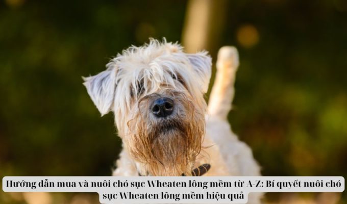 Hướng dẫn mua và nuôi chó sục Wheaten lông mềm từ A-Z: Bí quyết nuôi chó sục Wheaten lông mềm hiệu quả