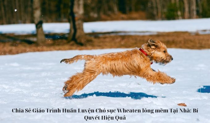 Chia Sẻ Giáo Trình Huấn Luyện Chó sục Wheaten lông mềm Tại Nhà: Bí Quyết Hiệu Quả