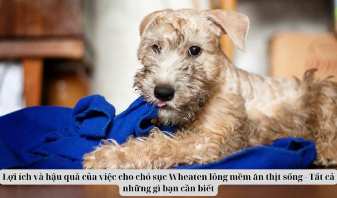 Lợi ích và hậu quả của việc cho chó sục Wheaten lông mềm ăn thịt sống – Tất cả những gì bạn cần biết