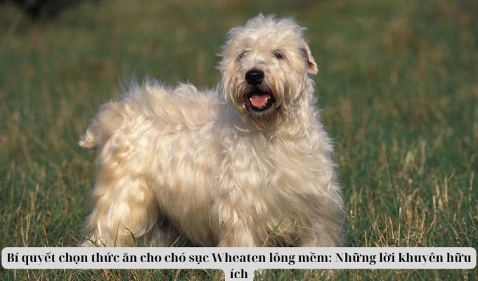 Bí quyết chọn thức ăn cho chó sục Wheaten lông mềm: Những lời khuyên hữu ích