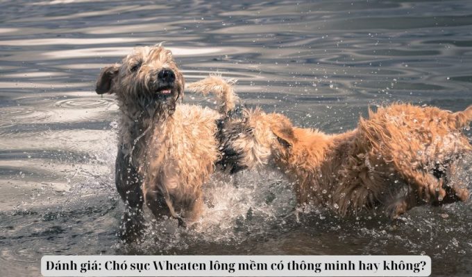 Đánh giá: Chó sục Wheaten lông mềm có thông minh hay không?